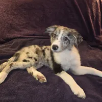 Puppy F, a male Border Collie for sale in Houston, TX – Photo 5 of 6