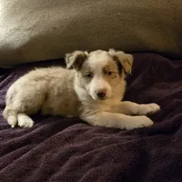 Chocolate Merle 2, a male Border Collie for sale in Houston, TX – Photo 2 of 6