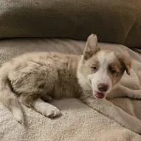 Chocolate Merle 2, a male Border Collie for sale in Houston, TX – Photo 4 of 6