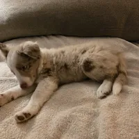 Chocolate Merle 2, a male Border Collie for sale in Houston, TX – Photo 5 of 6