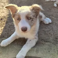 Chocolate Merle 2, a male Border Collie for sale in Houston, TX – Photo 6 of 6