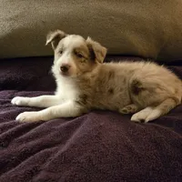 Chocolate Merle 2, a male Border Collie for sale in Houston, TX – Photo 3 of 6