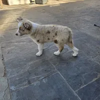 Chocolate Merle 2, a male Border Collie for sale in Houston, TX – Photo 1 of 6