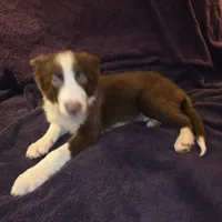 Puppy B, a male Border Collie for sale in Houston, TX – Photo 5 of 8