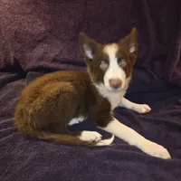 Puppy B, a male Border Collie for sale in Houston, TX – Photo 8 of 8