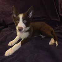 Puppy B, a male Border Collie for sale in Houston, TX – Photo 6 of 8