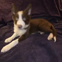 Puppy B, a male Border Collie for sale in Houston, TX – Photo 3 of 8