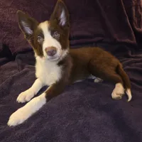 Puppy B, a male Border Collie for sale in Houston, TX – Photo 4 of 8