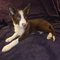 Puppy B, a male Border Collie for sale in Houston, TX – Photo 2 of 8