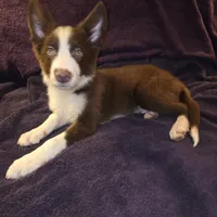 Puppy B, a male Border Collie for sale in Houston, TX – Photo 1 of 8