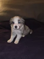 Puppy G, a male Border Collie for sale in Houston, TX – Photo 4 of 5