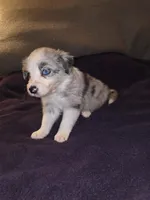 Puppy G, a male Border Collie for sale in Houston, TX – Photo 3 of 5