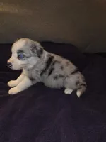 Puppy G, a male Border Collie for sale in Houston, TX – Photo 1 of 5