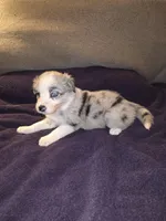 Puppy G, a male Border Collie for sale in Houston, TX – Photo 2 of 5