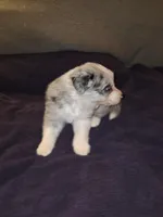 Puppy G, a male Border Collie for sale in Houston, TX – Photo 5 of 5