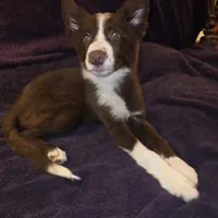 Puppy A, a female Border Collie for sale in Houston, TX – Photo 2 of 6