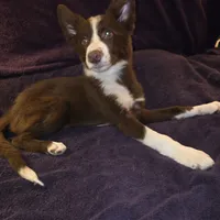 Puppy A, a female Border Collie for sale in Houston, TX – Photo 5 of 6