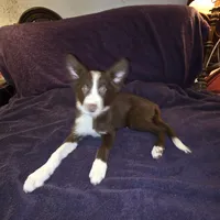 Puppy A, a female Border Collie for sale in Houston, TX – Photo 6 of 6