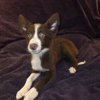 Puppy A, a female Border Collie for sale in Houston, TX – Photo 1 of 6