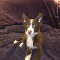 Puppy A, a female Border Collie for sale in Houston, TX – Photo 4 of 6