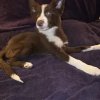 Puppy A, a female Border Collie for sale in Houston, TX – Photo 3 of 6