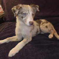 Puppy D, a male Border Collie for sale in Houston, TX – Photo 3 of 3