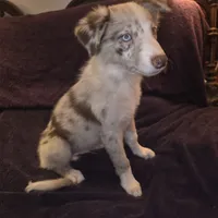 Puppy D, a male Border Collie for sale in Houston, TX – Photo 1 of 3