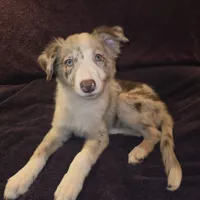 Puppy D, a male Border Collie for sale in Houston, TX – Photo 2 of 3