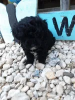 Delilah, a female Yorkipoo for sale in Bethel, PA – 3 of 5