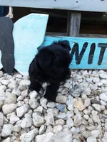 Daisy, a female Yorkipoo for sale in Bethel, PA – 3 of 4