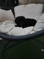 Delilah, a female Yorkipoo for sale in Bethel, PA – 6 of 7