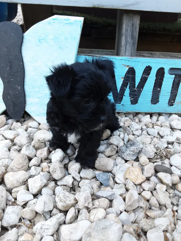 Daisy – Yorkipoo puppy for sale in Bethel, PA
