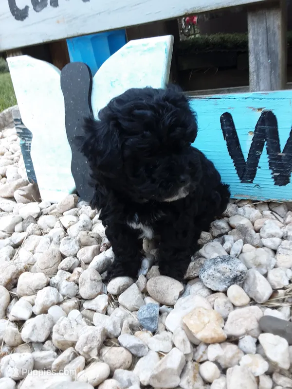 Delilah – Yorkipoo puppy for sale in Bethel, PA