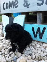 Delilah, a female Yorkipoo for sale in Bethel, PA – 5 of 5