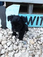 Daisy, a female Yorkipoo for sale in Bethel, PA – 4 of 4