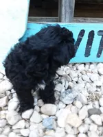 Delilah, a female Yorkipoo for sale in Bethel, PA – 2 of 5