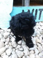 Delilah, a female Yorkipoo for sale in Bethel, PA – 4 of 5