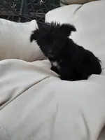 Daisy, a female Yorkipoo for sale in Bethel, PA – 5 of 6