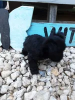 Daisy, a female Yorkipoo for sale in Bethel, PA – 2 of 4