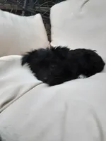 Daisy, a female Yorkipoo for sale in Bethel, PA – 6 of 6