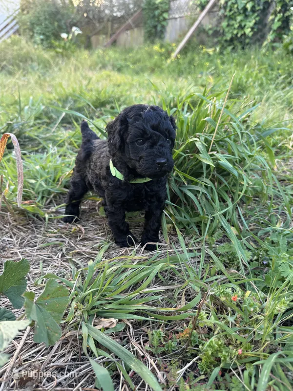 Zelda – Poodle - Miniature  puppy for sale in San Francisco, CA