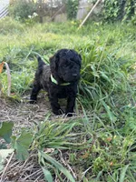 Zelda, a female Poodle - Miniature  for sale in San Francisco, CA – Photo 1 of 2