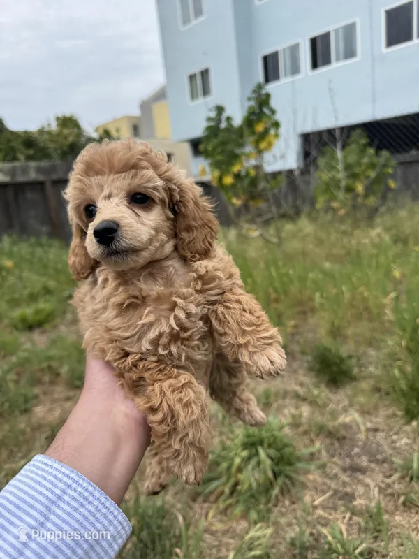 Kirby – Poodle - Miniature  puppy for sale in San Francisco, CA