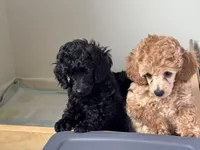 Kirby, a female Poodle - Miniature  for sale in San Francisco, CA – Photo 2 of 4