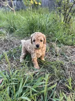 Kirby, a female Poodle - Miniature  for sale in San Francisco, CA – Photo 1 of 2