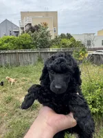 Falco, a male Poodle - Miniature  for sale in San Francisco, CA – Photo 2 of 3