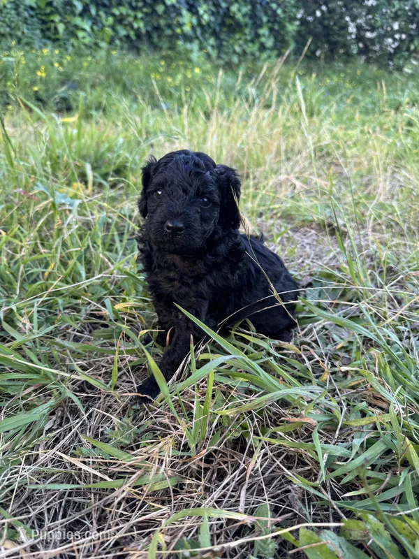 Falco – Poodle - Miniature  puppy for sale in San Francisco, CA