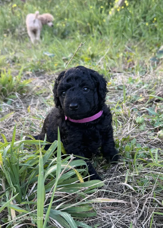 Pichu – Poodle - Miniature  puppy for sale in San Francisco, CA