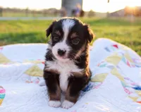 Snoopy, a male Toy Australian Shepherd for sale in Billings, MO – Photo 1 of 3