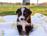 Snoopy, a male Toy Australian Shepherd for sale in Billings, MO – Photo 2 of 3